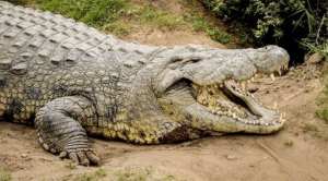 ¡Ay chamo! Bañistas son sorprendidos por un cocodrilo en Tailandia