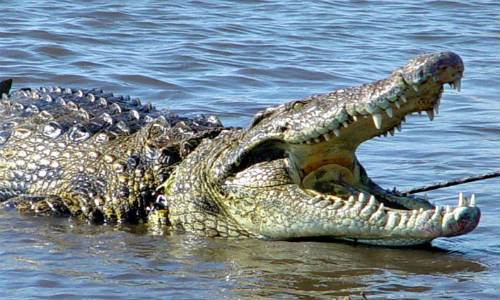 Mata a puñaladas a un cocodrilo gigante que devoró a su mujer embarazada