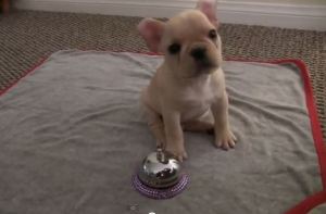Cachorrito de tan solo tres meses obedece las órdenes de su dueña (Video)