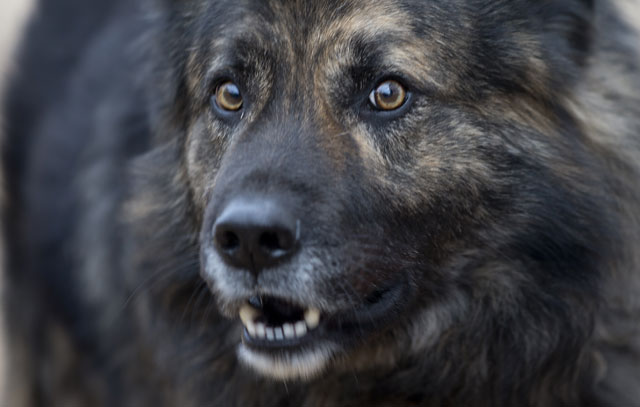 Tribunal croata prohíbe que perro ladre por la noche