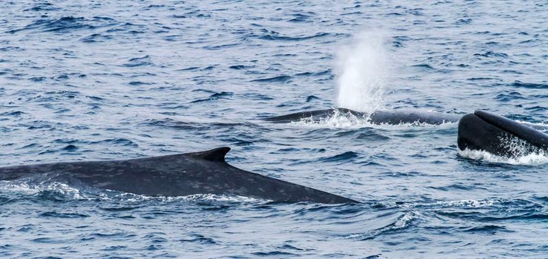 Graban más de 40.000 cantos de ballenas azules en la Antártida