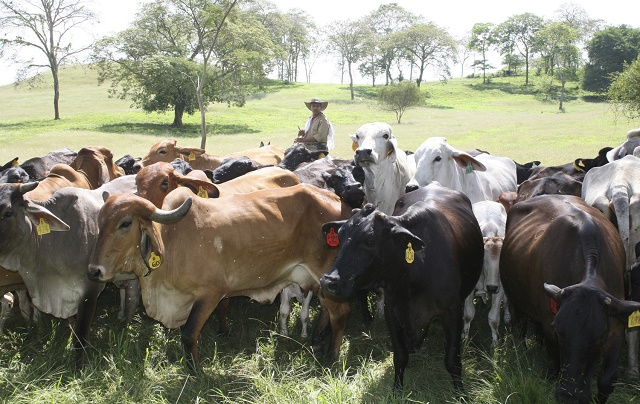 Fedenaga: Se perdió el año en producción agropecuaria