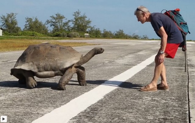 Tortuga se quiso comer a conductor por interrumpir su acto sexual (Video)