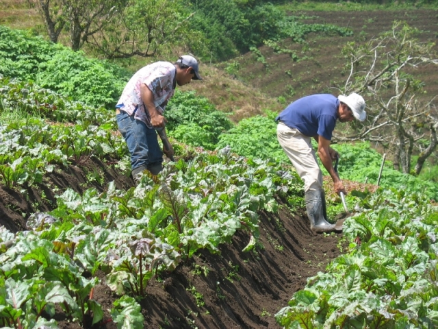 Agricultores de Mérida se declaran en emergencia por falta de insumos