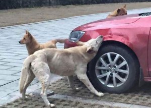 Un perro llama a sus amigos para vengarse de conductor que lo agredió (Fotos)