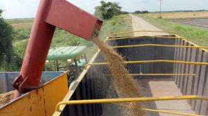 Fedearroz: Producción de arroz cayó 40% en lo que va de 2015