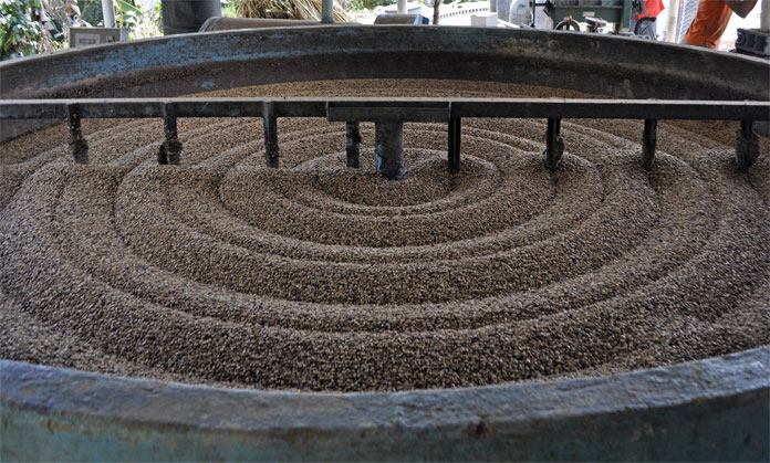 Producción de café en picada por políticas económicas
