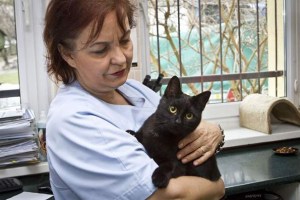 ¡Aaawww! Gato enfermero se dedica a cuidar de otros animales heridos (Fotos)