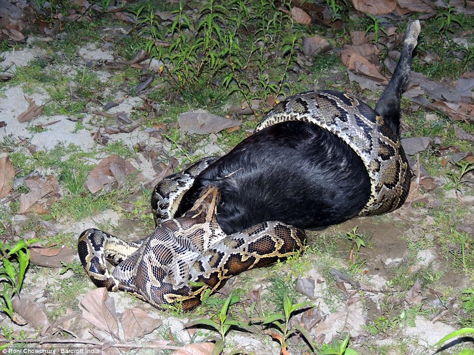 ¡Hazaña digestiva! Pitón se traga sin contemplación a una pobre cabra (video y fotos)