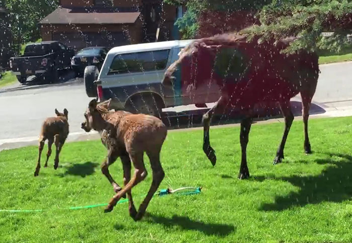 Una mujer salvó a familia de alces durante ola de calor en Alaska (Video)