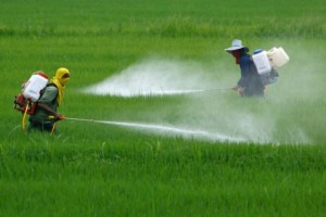 La OMS confirma que uno de los pesticidas más usados puede causar cáncer