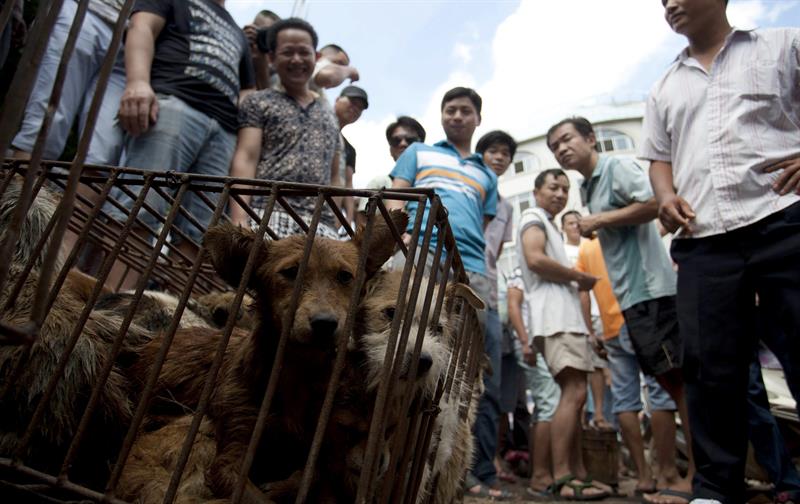 Los activistas protestan ante Festival de carne de perro en China