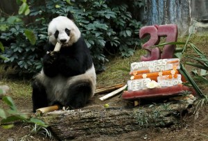 Jia Jia, el panda más viejo en cautiverio cumplió 37 años (Fotos)