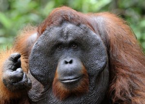 ¡Impresionante! Orangután sorprende a mujer embarazada al besar su vientre (Video)