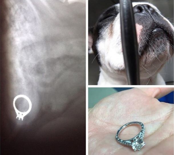 Bulldog francés se traga anillo de compromiso