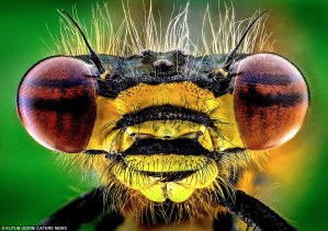 Si sufres de entomofobia ¡ni se te ocurra abrir este link!… el resto a “tripear” (FOTOS)