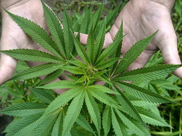 Canadá legalizará la marihuana en 2016