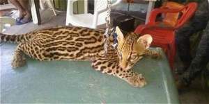 Investigan venta por Internet de jaguar de dos meses en Colombia