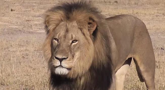 Detenido por contrabando de antílopes el organizador de cacería del león Cecil