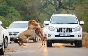 ¡Impresionante escena! Dos leones interrumpieron el tráfico por cazar un antílope (FOTOS)