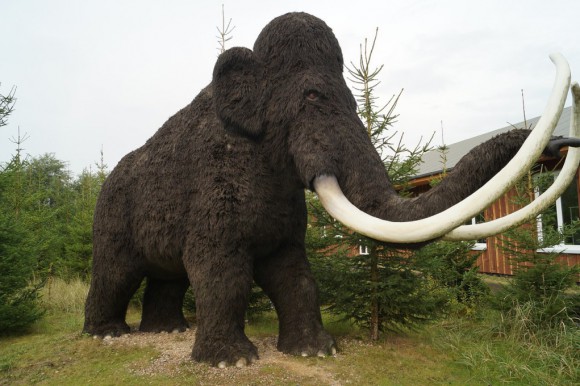 Un abrupto cambio climático fue el causante de la desaparición de los mamuts