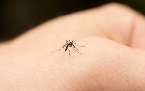 La ciencia descubre cómo eligen los mosquitos a sus víctimas