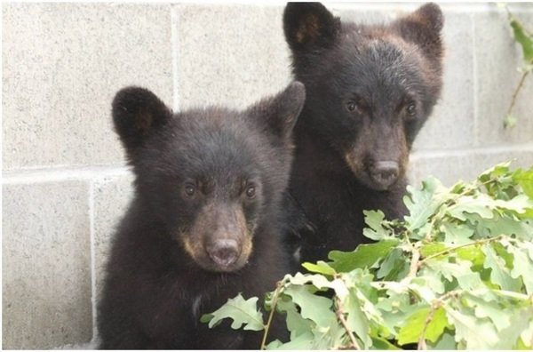 Suspensión de sueldo por negarse a matar a dos crías de oso en Canadá