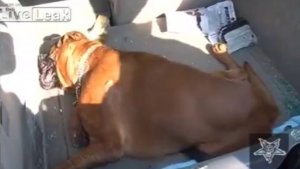 Dejaron al perro dentro del carro para ir de compras y murió deshidratado (Video)