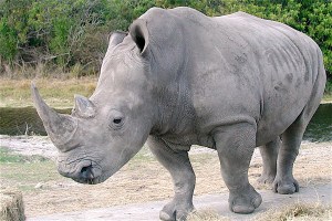 Muerte de rinoceronte blanco deja solo a cuatro vivos en el mundo