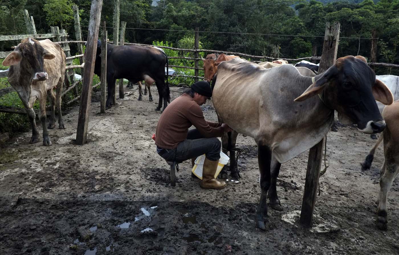 Litro de leche cruda para el queso salta a 60 bolívares en Zulia