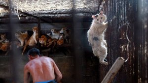 “Huru”, el gato que escapó de los carniceros chinos
