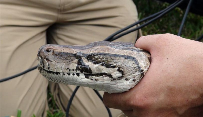 Abren plazo de inscripción para la caza de pitones en los Everglades