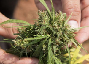 Las ventas anuales de marihuana legal en Colorado ya superan los mil millones