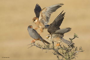 Las parejas de pájaros se reparten las tareas para poder defender el nido