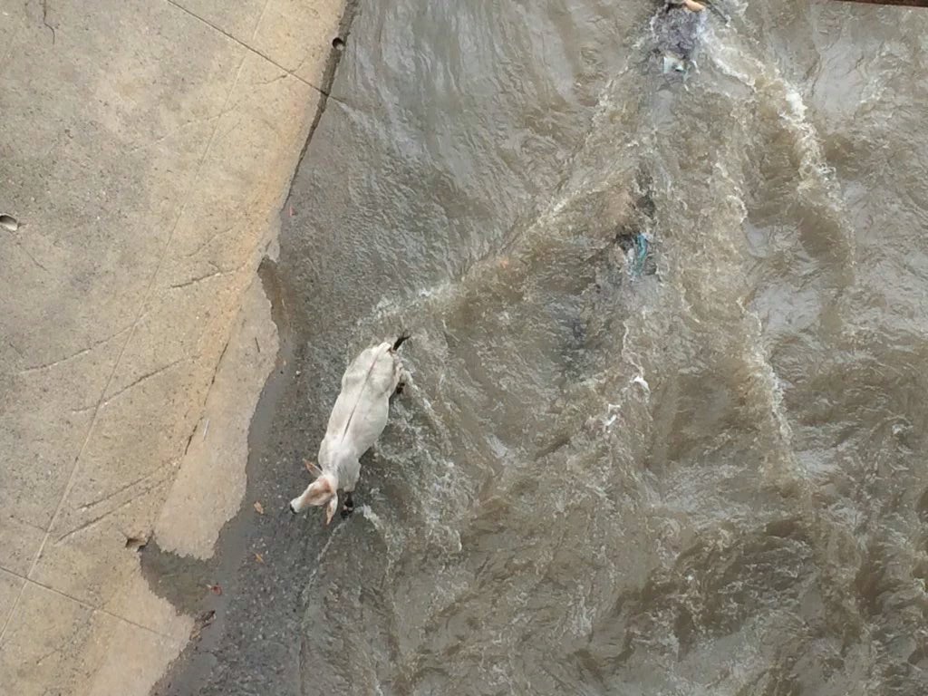 ¡Jacqueline! Esta vaca se bañó en el rio Guaire (Foto)