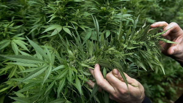 Canadá regulará consumo recreativo de marihuana