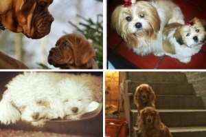 No solo los humanos se parecen: ¡Estos cachorros son igualitos a sus padres! (fotos)