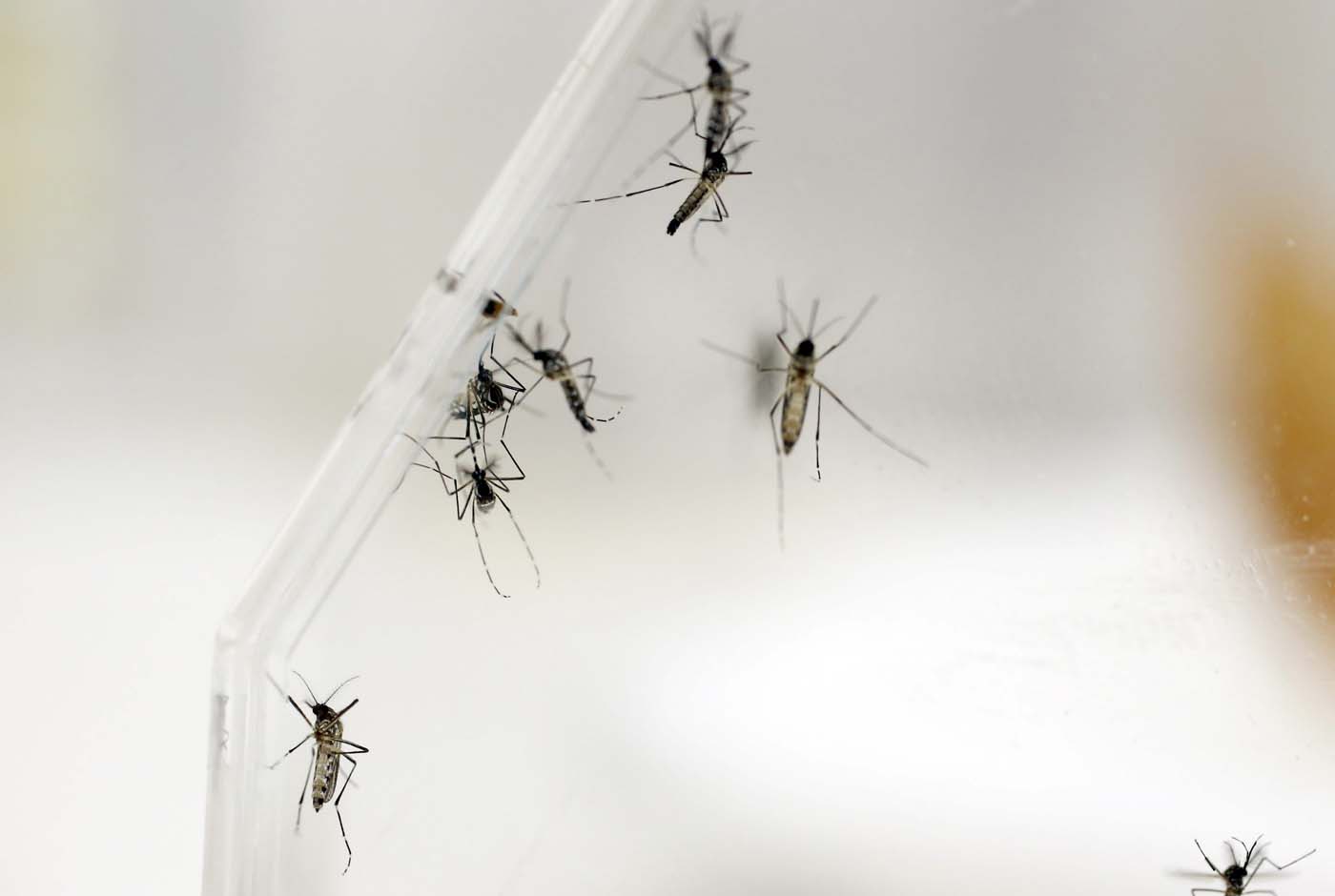 Los zulianos acuden a las hierbas para acabar con zancudos transmisores del zika