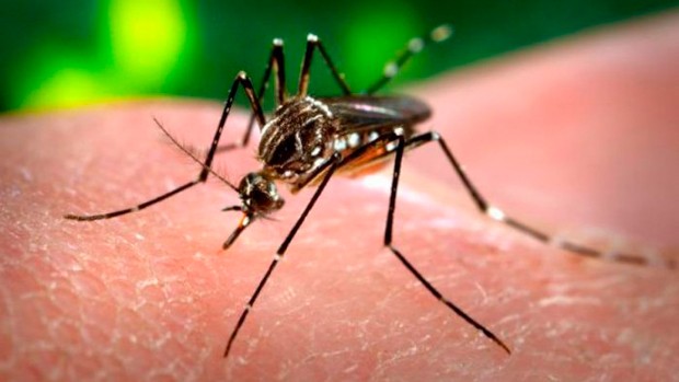 Brasil repartirá repelentes a embarazadas pobres para prevenir virus del Zika