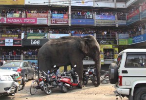 Una elefanta salvaje destrozó casas, motos y carros en India (fotos)