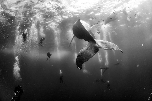 Segundo premio de la categoría "Naturaleza", Anuar Patjane Floriuk. Los buzos rodean una ballena jorobada y su cría recién nacida en las Islas Revillagigedo, México