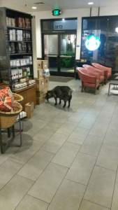 Una cabra se escapa y va a un Starbucks en California (Fotos)