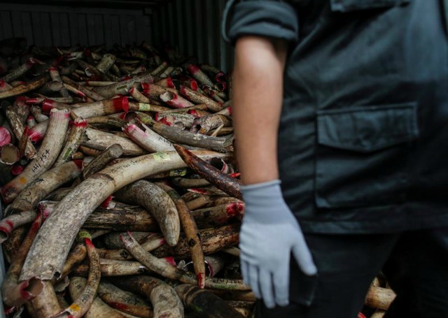 Funcionarios del departamento de Vida Salvaje trasladan colmillos de elefante para su destrucción en Port Dickson (Malasia) hoy, 14 de abril de 2016. Un total de 10 toneladas de marfil serán destruidos como parte del programa del gobierno para combatir el tráfico ilegal de marfil. EFE/Fazry Ismail