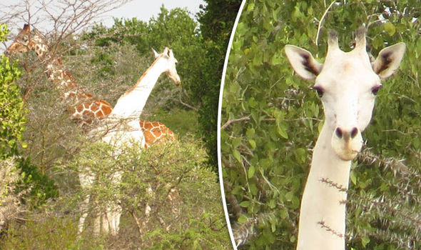 La extraña jirafa blanca que apareció en Kenia (fotos)