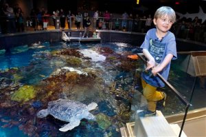 Un niño de Massachusetts renuncia a sus regalos por las tortugas