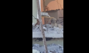La conmovedora historia del perro que quedó desamparado tras terremoto en Ecuador (Video)