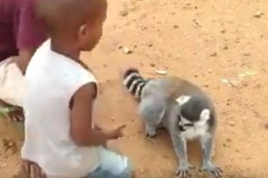 ¡Morirás de ternura! Mira la graciosa petición de un Lémur (VIDEO)