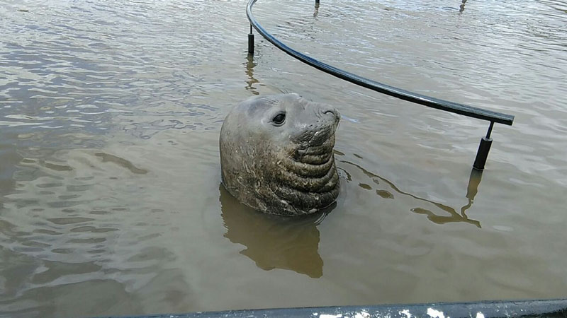 Avistan un elefante marino en la costa de un río argentino