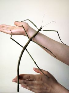 El insecto más largo del mundo mide 62,4 centímetros (fotos)