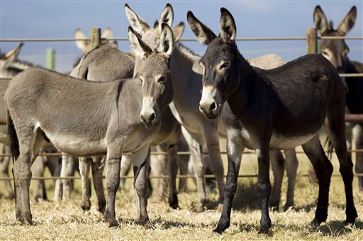Ofrecerán a burros en adopción, pero sólo en pares